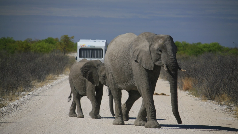 Faire un safari en Afrique du Sud au parc Kruger