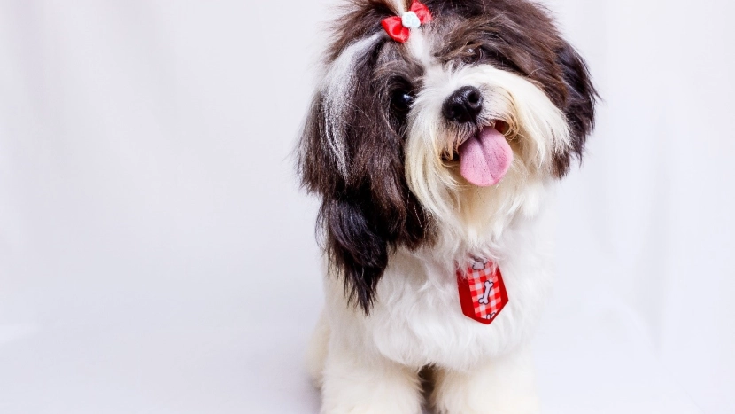 A qui confier son animal lors de son voyage en camping car