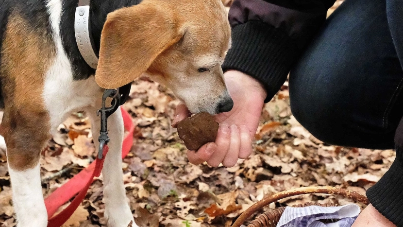 Alba - Le Royaume de la truffe