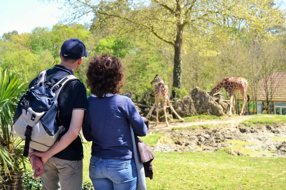 Girafes Beauval
