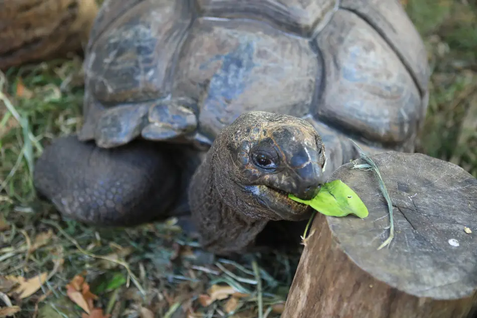 Tortue aux Seychelles