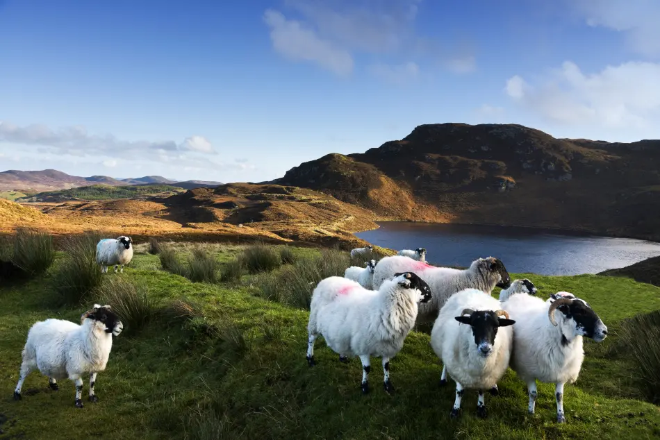 moutons irlandais