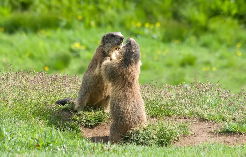 marmottes