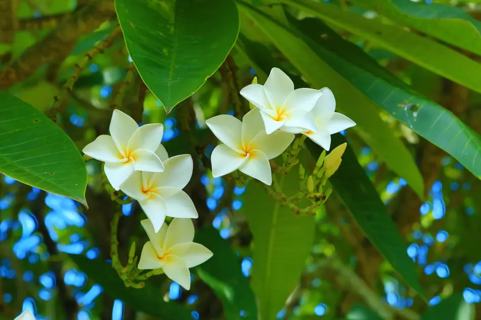 Fleurs de Tahiti