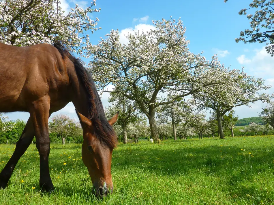 Campagne du Pays d'Auge
