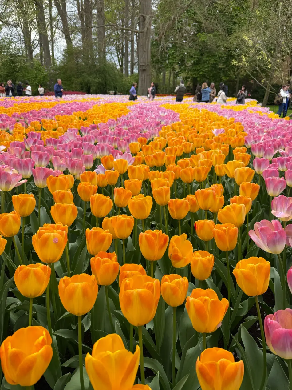Parc de Keukenhoff Hollande