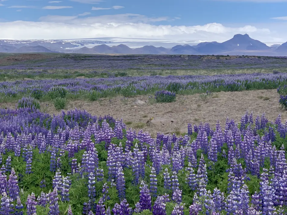 Plaine lupins Islande