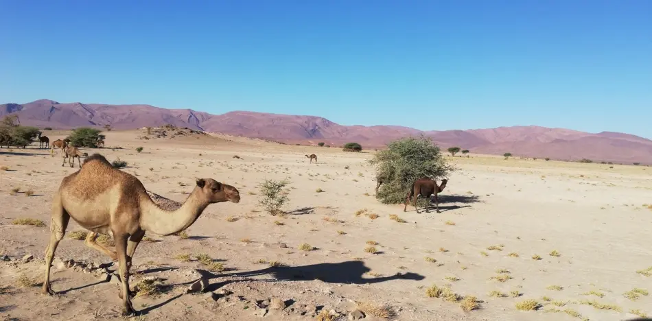 Dromadaire Maroc