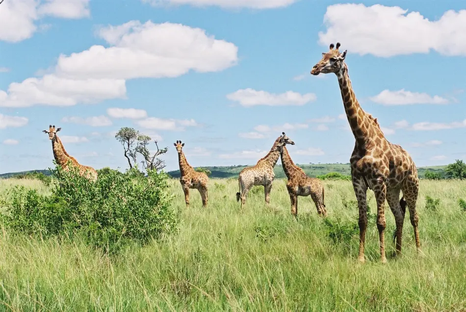 girafe dans le parc Kruger