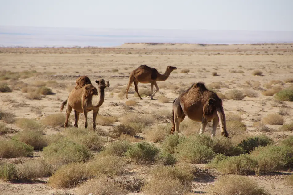 dromadaires