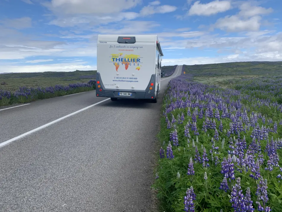 Camping car lupins Islande