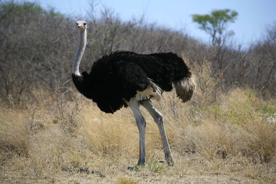 Autruche