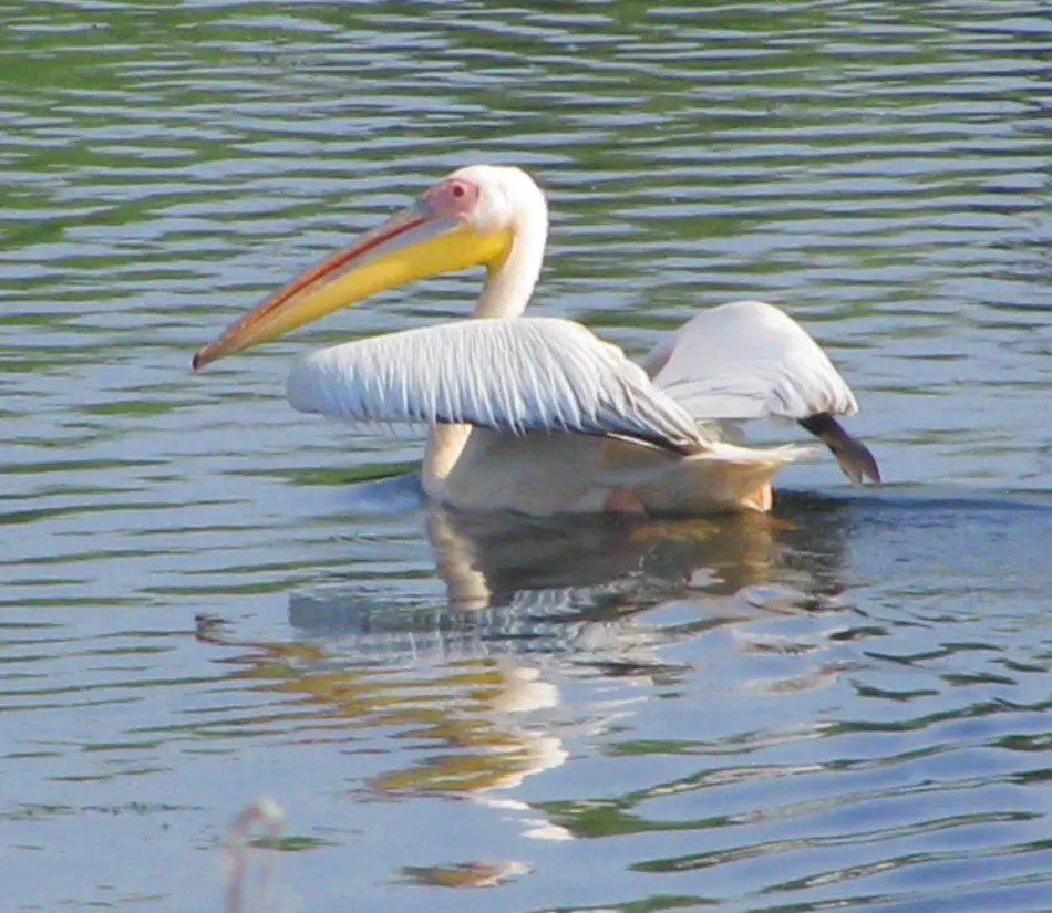 Pelican 