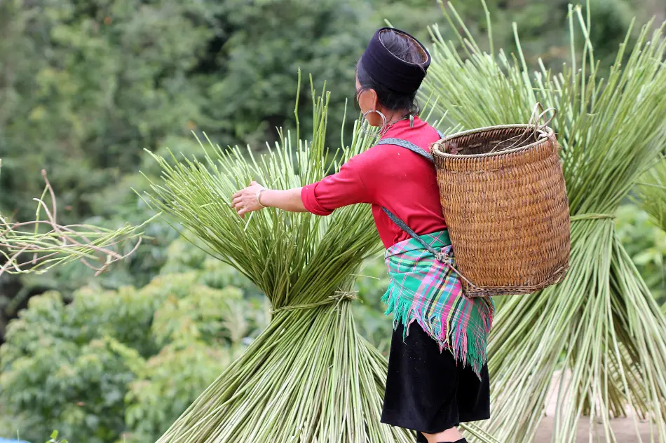 Travail dans les rizières