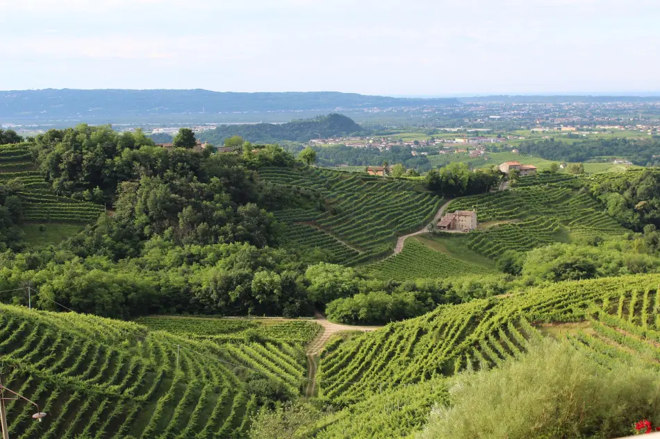 Vignoble Italie