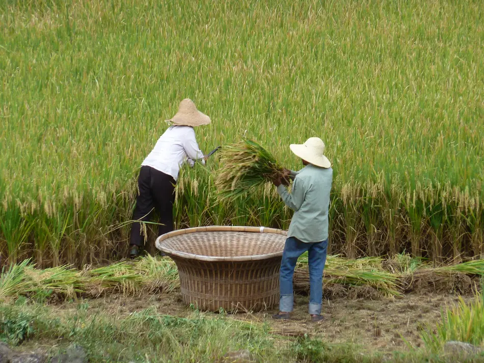 rizières en Chine