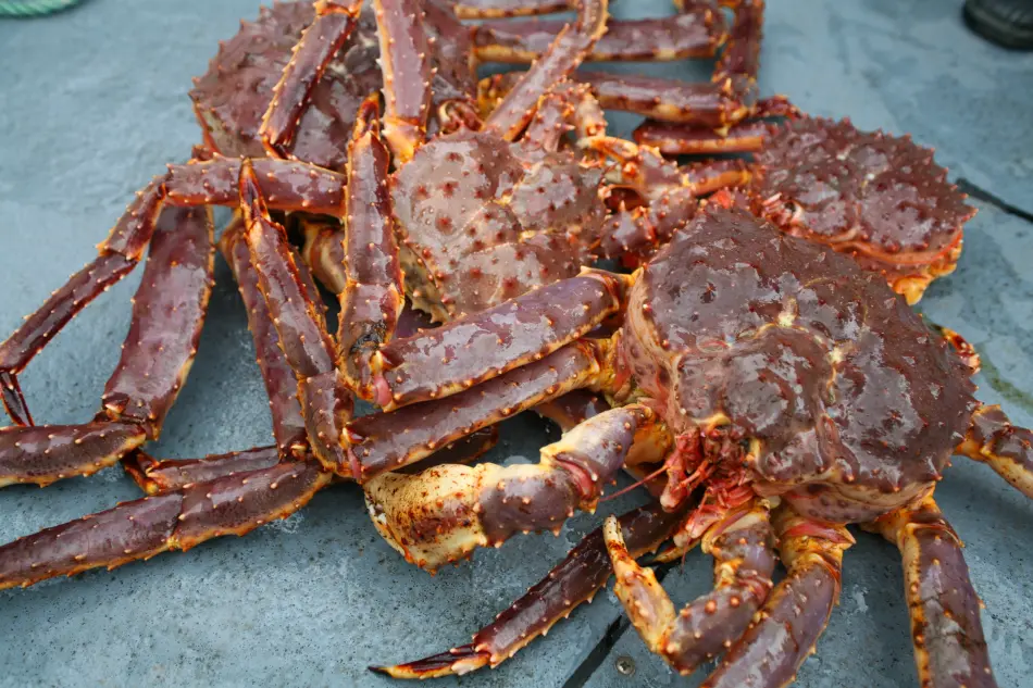 King Crabe