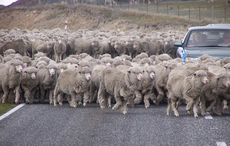 moutons en Nouvelle Zélande