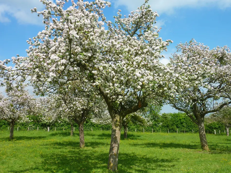 Pommiers en fleurs