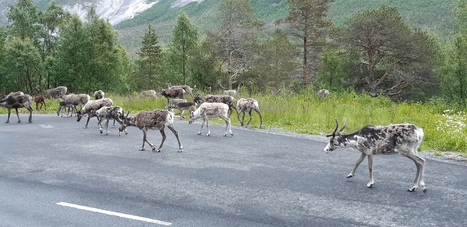 Norvège Fjords et Lofoten