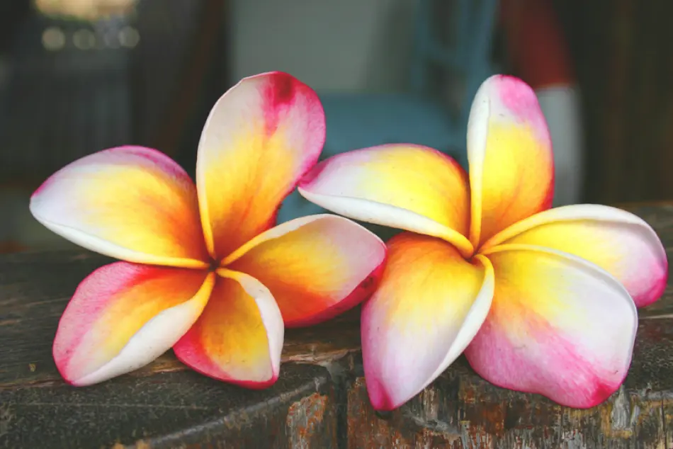 Fleurs aux Seychelles