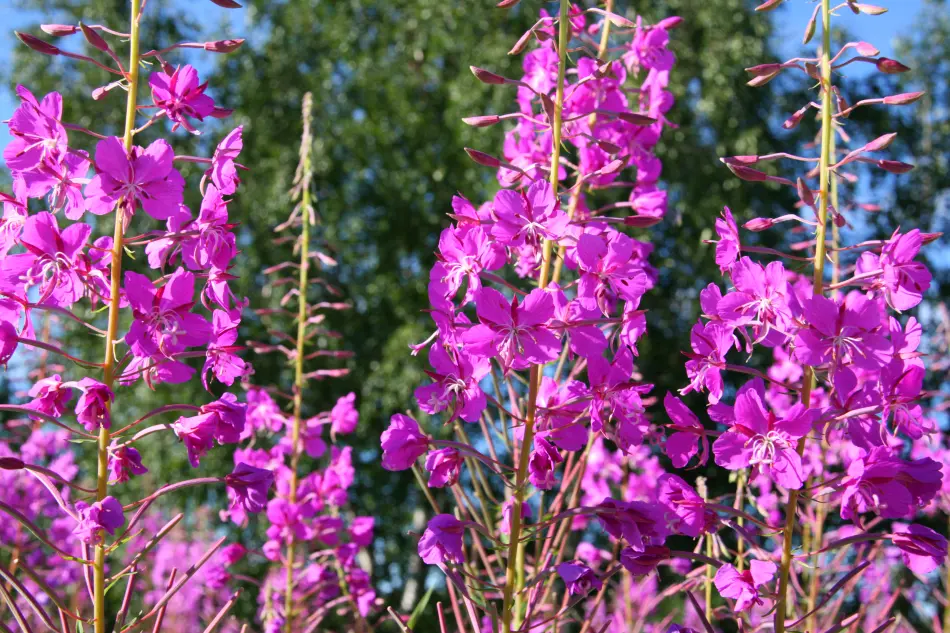 Norvège Fjords et Lofoten