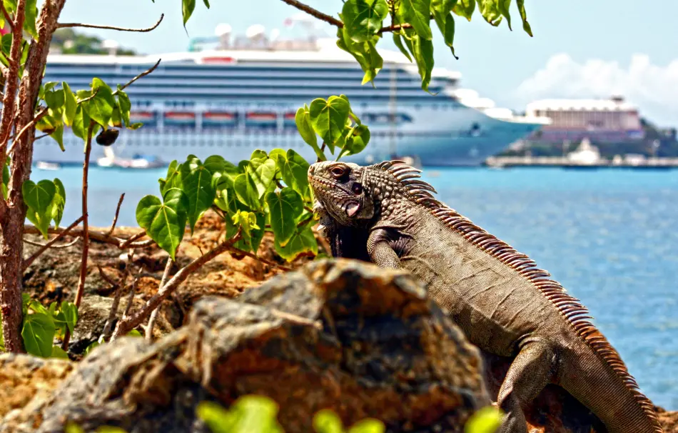 Iguane bateau