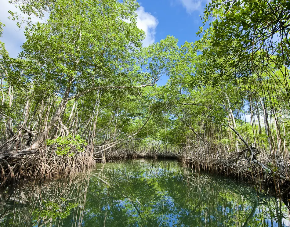 Samana mangrove