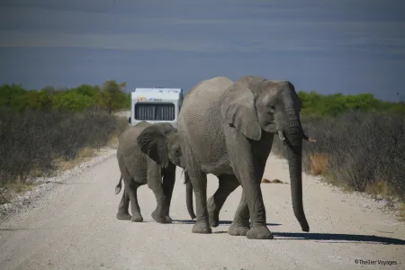 Faire un safari en Afrique du Sud au parc Kruger
